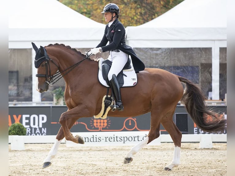 Niemiecki koń sportowy Klacz 14 lat 176 cm Kasztanowata in Chieming/Hart