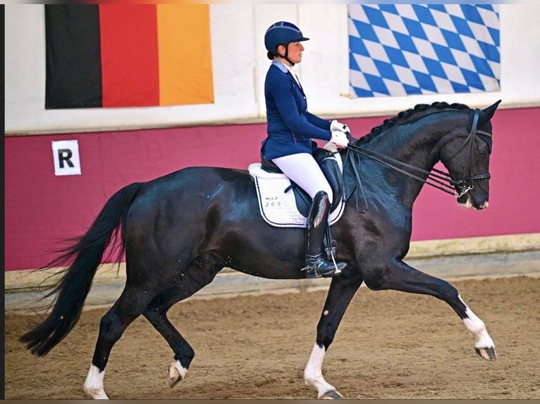 Niemiecki koń sportowy Klacz 14 lat 176 cm Kasztanowata in Chieming/Hart