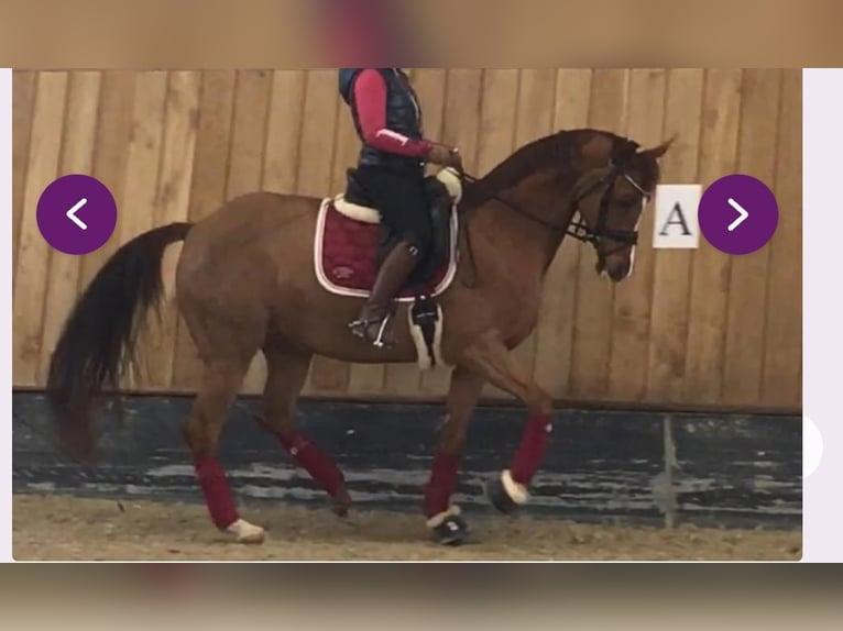 Niemiecki koń sportowy Klacz 15 lat 162 cm Kasztanowata in Frauenstein