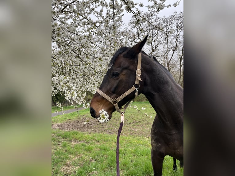 Niemiecki koń sportowy Klacz 15 lat 163 cm Ciemnogniada in Heuchelheim