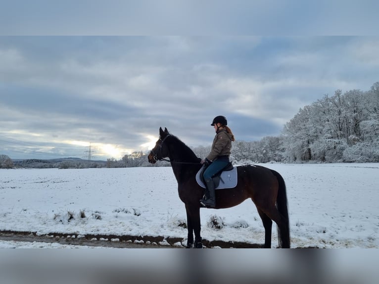 Niemiecki koń sportowy Klacz 15 lat 163 cm Ciemnogniada in Heuchelheim