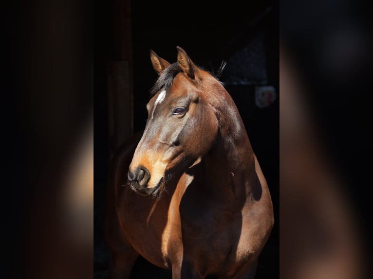 Niemiecki koń sportowy Klacz 15 lat 163 cm Gniada in Schönwalde