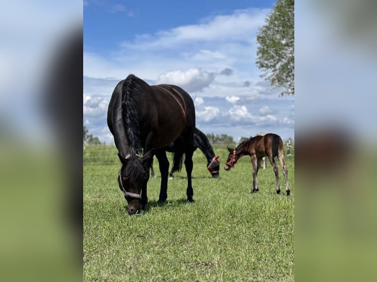 Niemiecki koń sportowy Klacz 15 lat 165 cm Ciemnogniada in Karlskron