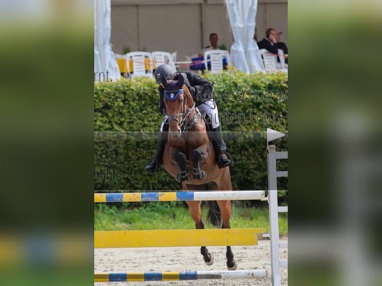 Niemiecki koń sportowy Klacz 15 lat 165 cm Gniada in Minden