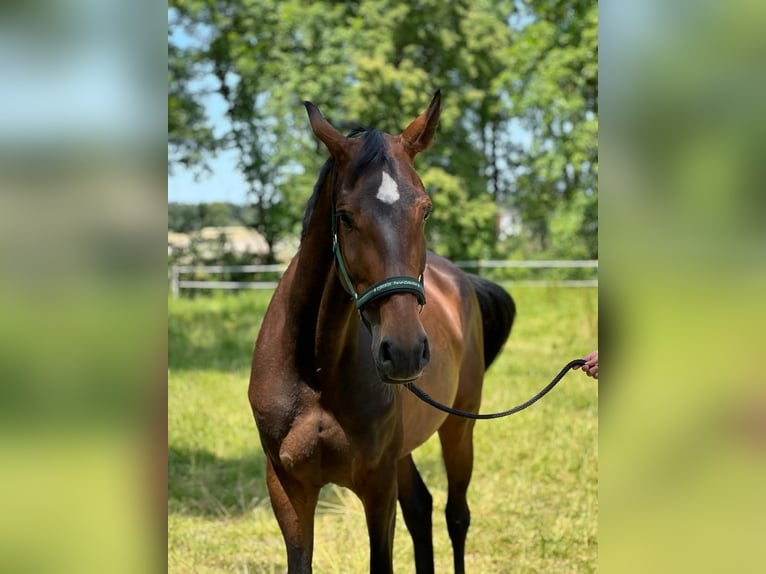 Niemiecki koń sportowy Klacz 15 lat 168 cm Gniada in Massing