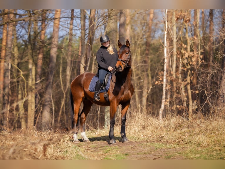Niemiecki koń sportowy Klacz 15 lat 168 cm Gniada in Schwedt/Oder