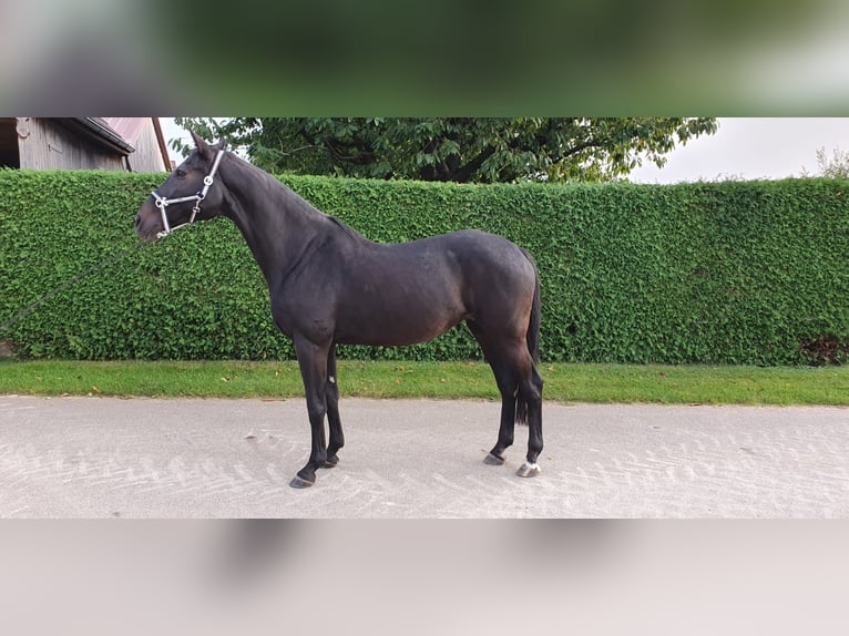 Niemiecki koń sportowy Klacz 15 lat 171 cm Ciemnogniada in Munningen