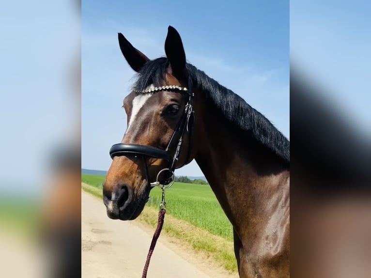 Niemiecki koń sportowy Klacz 15 lat 173 cm Ciemnogniada in Ditzingen