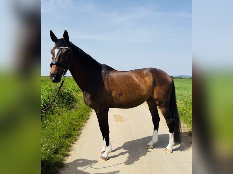 Niemiecki koń sportowy Klacz 15 lat 173 cm Ciemnogniada in Ditzingen