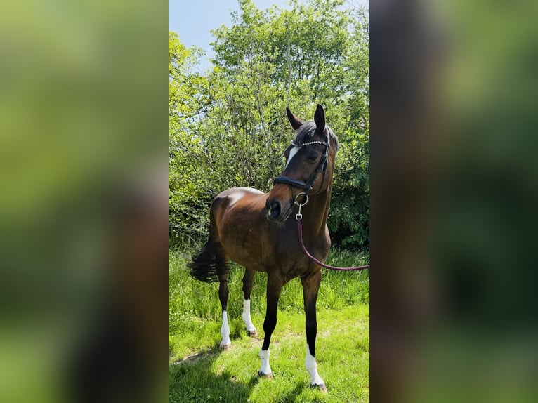 Niemiecki koń sportowy Klacz 15 lat 173 cm Ciemnogniada in Ditzingen