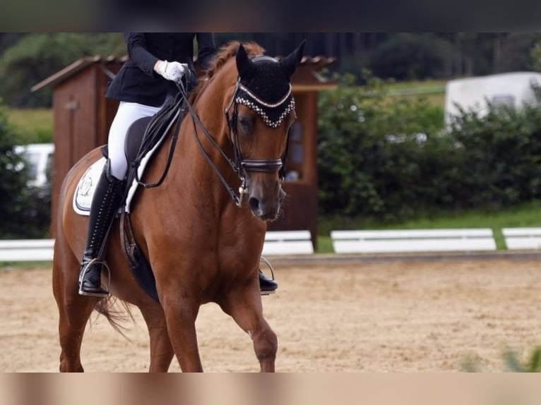 Niemiecki koń sportowy Klacz 15 lat 173 cm Kasztanowata in Lehrberg