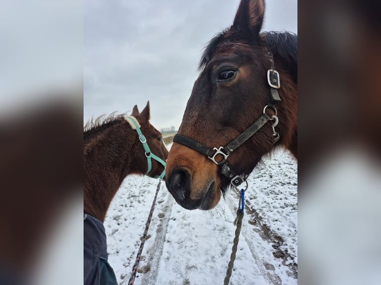 Niemiecki koń sportowy Klacz 15 lat Gniada in Schinveld