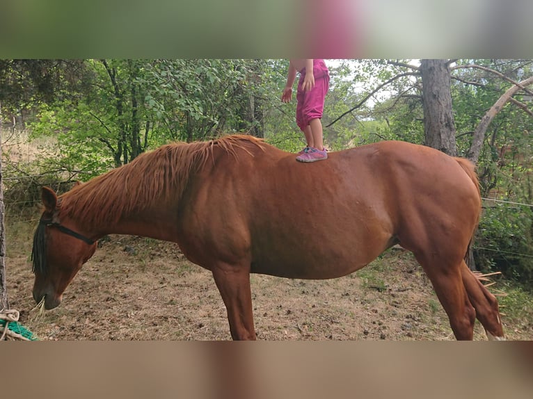 Niemiecki koń sportowy Klacz 16 lat 164 cm Kasztanowata in Briancon