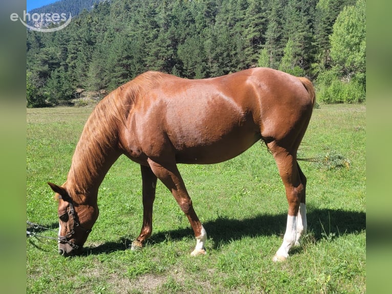 Niemiecki koń sportowy Klacz 16 lat 164 cm Kasztanowata in Briancon