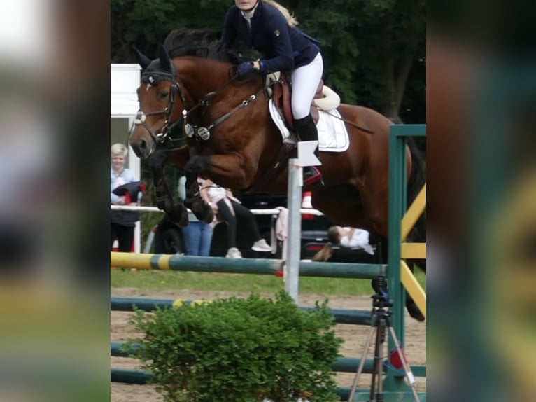 Niemiecki koń sportowy Klacz 16 lat 166 cm Gniada in Alt Sch&#xF6;nau