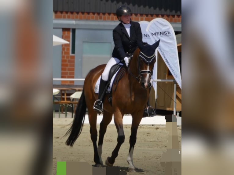Niemiecki koń sportowy Klacz 16 lat 166 cm Gniada in Rheda-Wiedenbrück