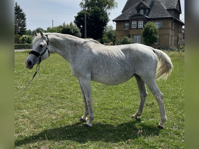 Niemiecki koń sportowy Klacz 16 lat 168 cm Siwa in Zeulenroda-Triebes
