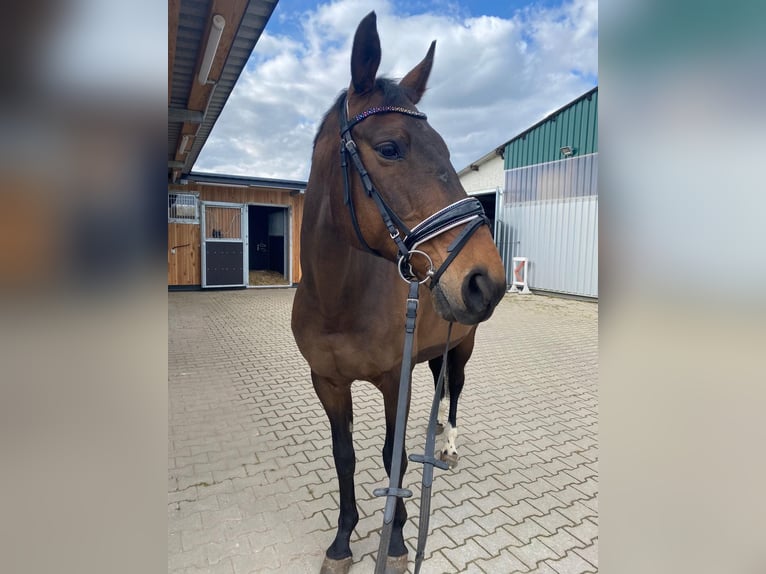 Niemiecki koń sportowy Klacz 16 lat 172 cm Gniada in Gera