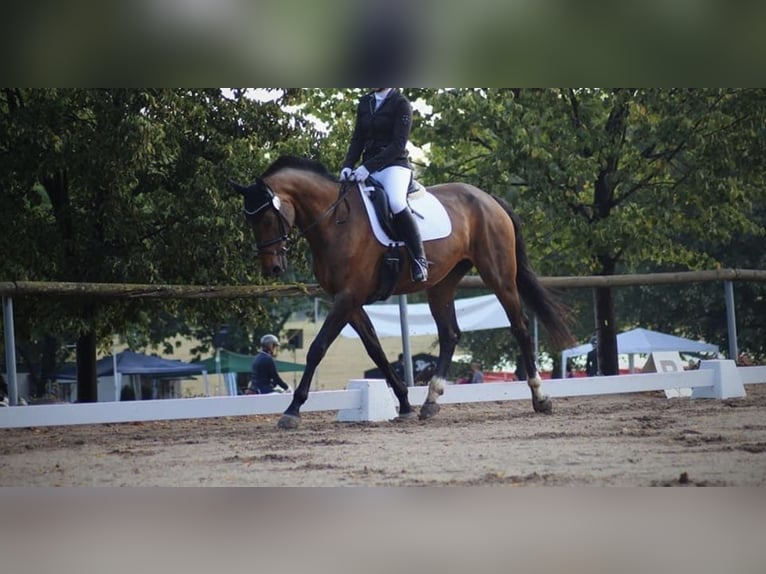 Niemiecki koń sportowy Klacz 16 lat 172 cm Gniada in Gera