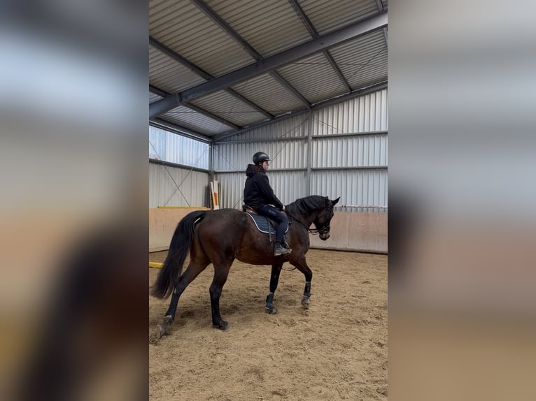 Niemiecki koń sportowy Klacz 16 lat 172 cm Gniada in Dittersdorf