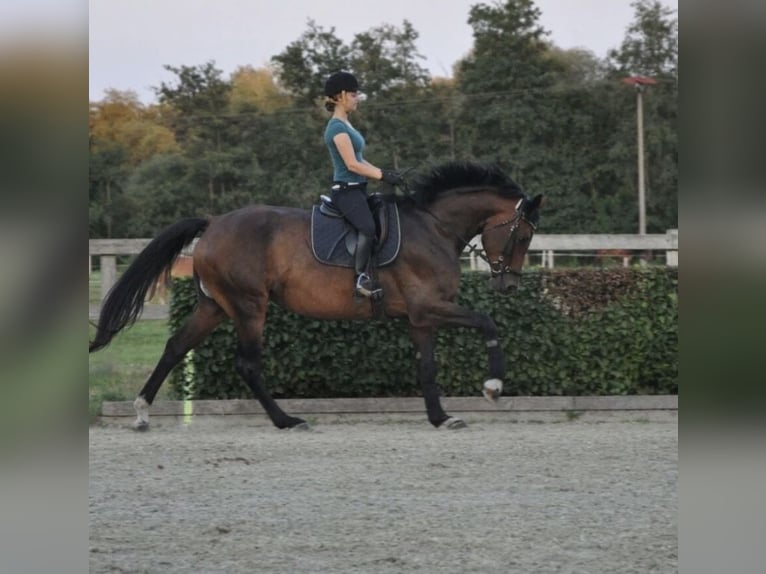 Niemiecki koń sportowy Klacz 16 lat 172 cm Gniada in Dittersdorf