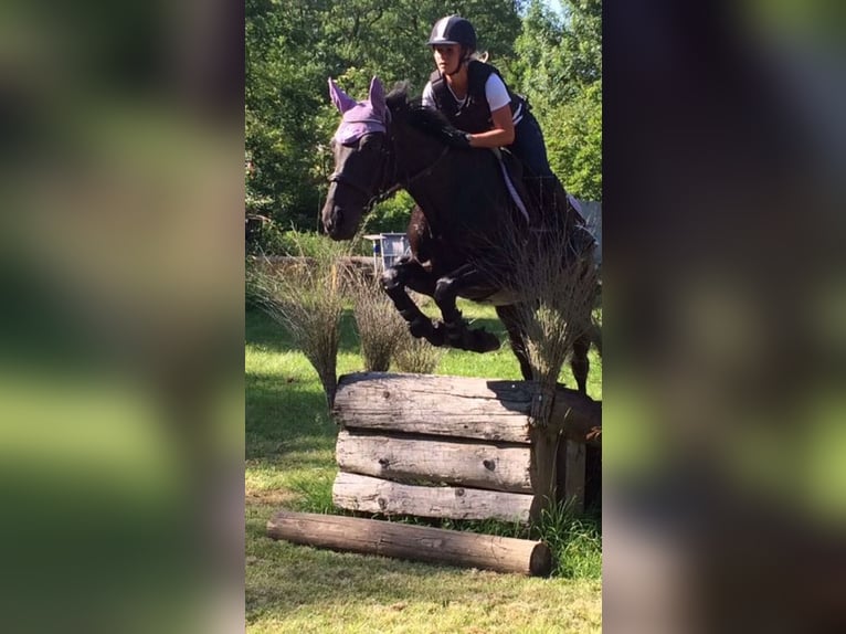 Niemiecki koń sportowy Klacz 17 lat 160 cm Ciemnogniada in Neukieritzsch
