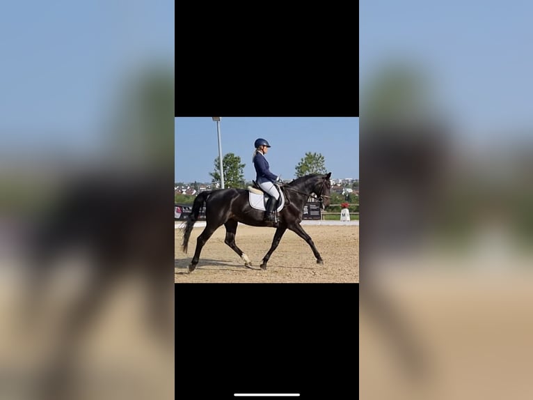 Niemiecki koń sportowy Klacz 17 lat 160 cm Ciemnogniada in Neukieritzsch