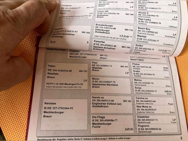 Niemiecki koń sportowy Klacz 17 lat 168 cm Gniada in Wittstock/Dosse