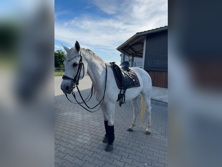 Niemiecki koń sportowy Klacz 17 lat 168 cm Siwa in Leuna