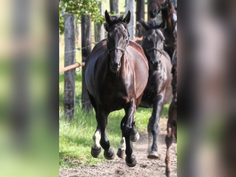 Niemiecki koń sportowy Klacz 17 lat 170 cm Ciemnogniada in Güstrow
