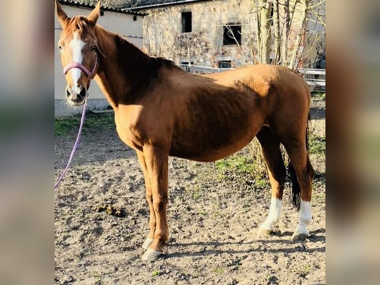 Niemiecki koń sportowy Klacz 17 lat 170 cm Kasztanowata in TaubenheimKlipphausen