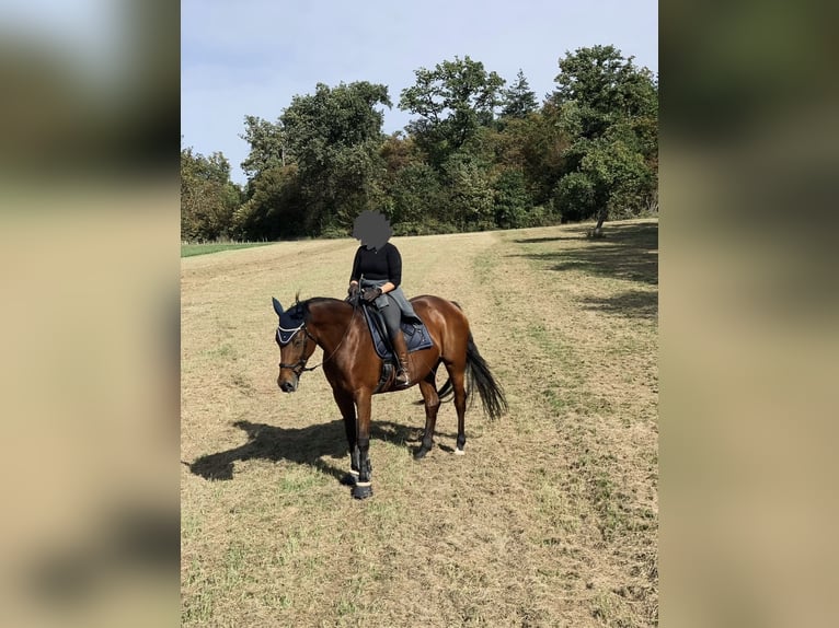 Niemiecki koń sportowy Klacz 17 lat 173 cm Gniada in Königsbach-Stein