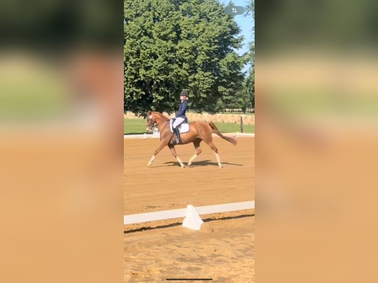 Niemiecki koń sportowy Klacz 18 lat 155 cm Kasztanowata in Neuruppin