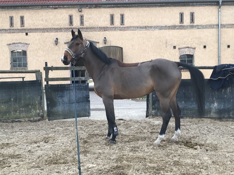 Niemiecki koń sportowy Klacz 18 lat 167 cm Gniada in Gablenz