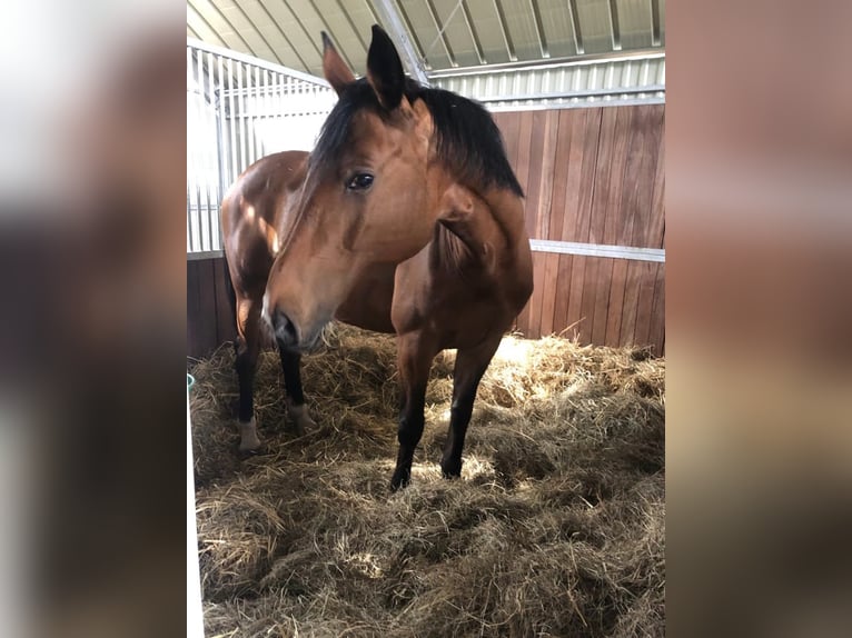 Niemiecki koń sportowy Klacz 18 lat 167 cm Gniada in Gablenz