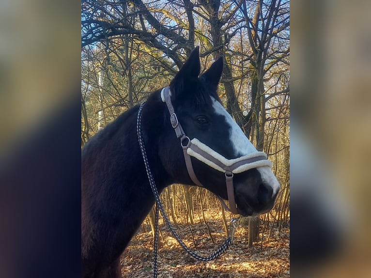 Niemiecki koń sportowy Klacz 18 lat 167 cm Kara in Forst