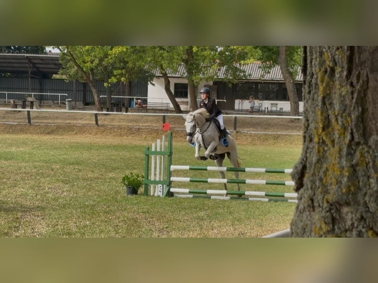 Niemiecki koń sportowy Klacz 18 lat 168 cm Siwa in Schwedt/Oder