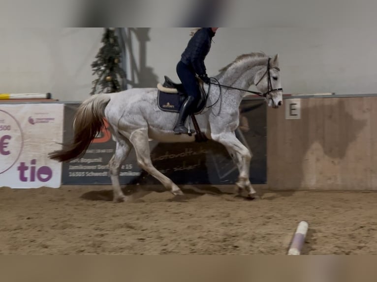 Niemiecki koń sportowy Klacz 18 lat 168 cm Siwa in Schwedt/Oder