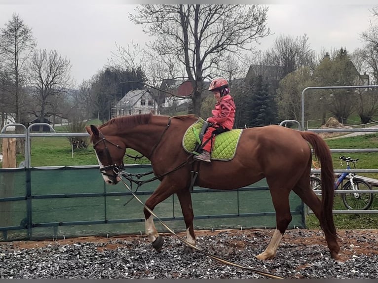 Niemiecki koń sportowy Klacz 18 lat 174 cm Kasztanowata in Frauenstein