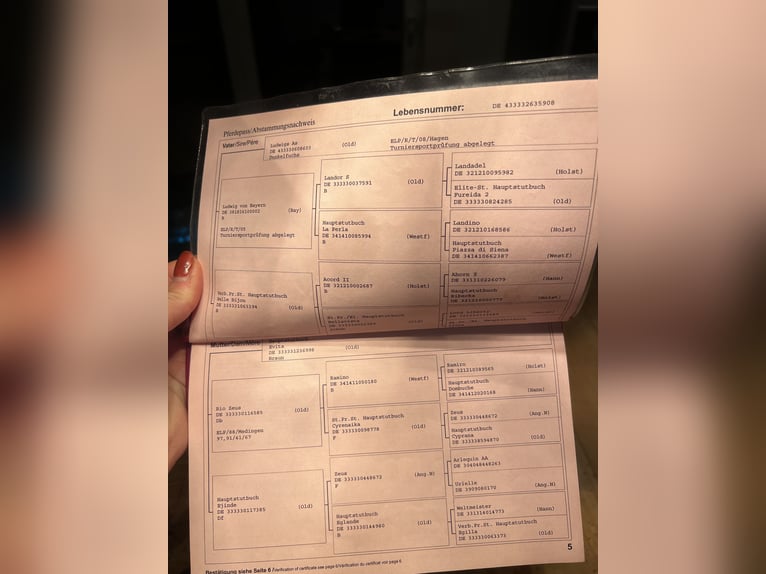 Niemiecki koń sportowy Klacz 18 lat in Lörrach