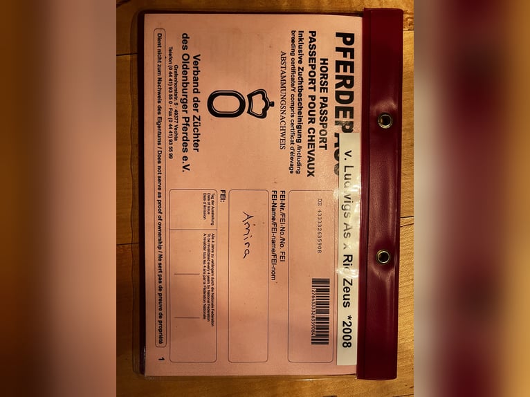 Niemiecki koń sportowy Klacz 18 lat in Lörrach