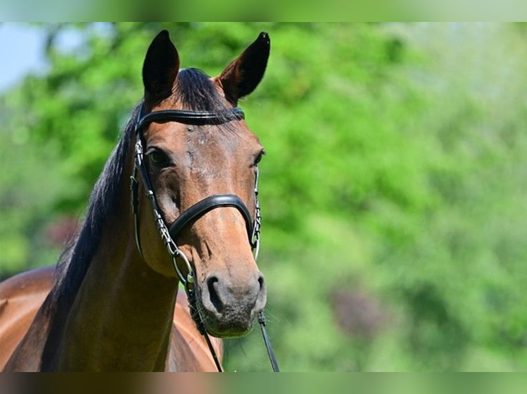 Niemiecki koń sportowy Klacz 19 lat 168 cm Gniada in Zossen