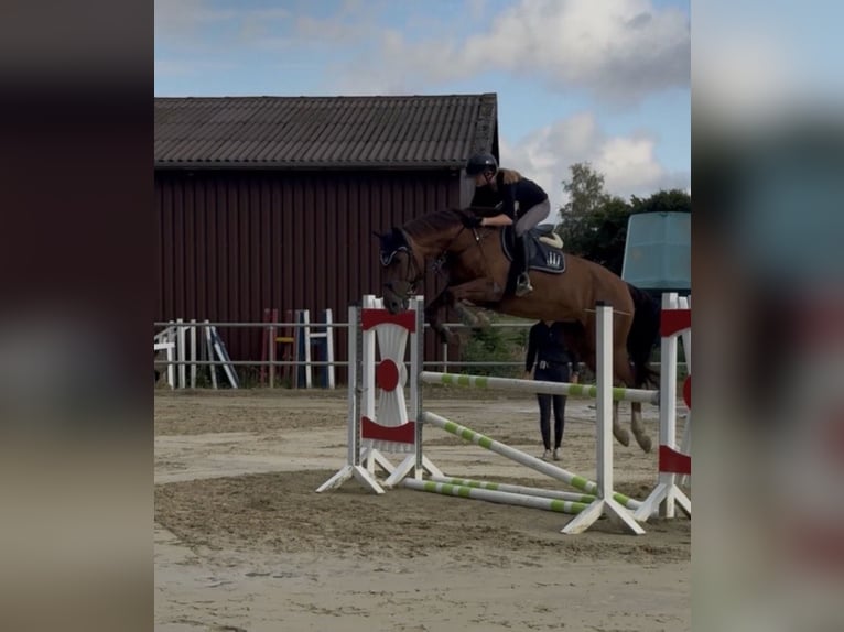 Niemiecki koń sportowy Klacz 19 lat 168 cm Kasztanowata in Lippetal