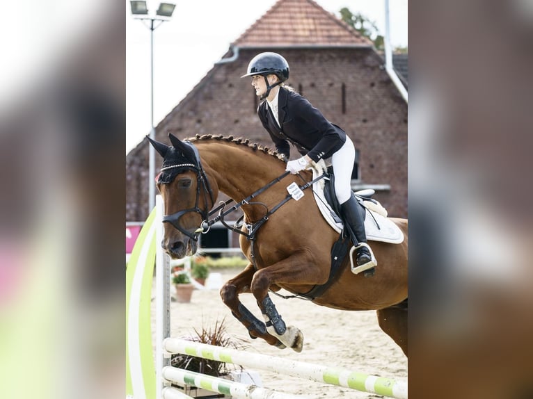 Niemiecki koń sportowy Klacz 19 lat 168 cm Kasztanowata in Lippetal