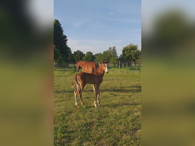 Niemiecki koń sportowy Klacz 19 lat in Lanz