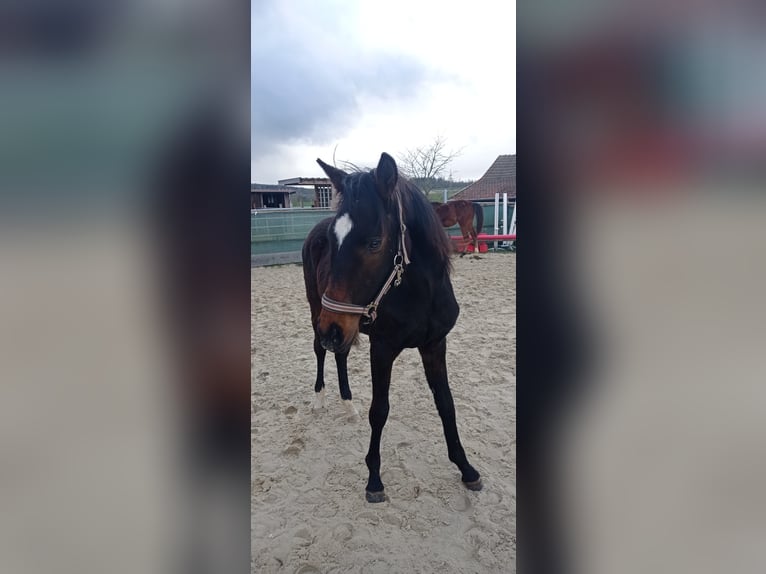Niemiecki koń sportowy Klacz 1 Rok 150 cm Ciemnogniada in Lauterbach