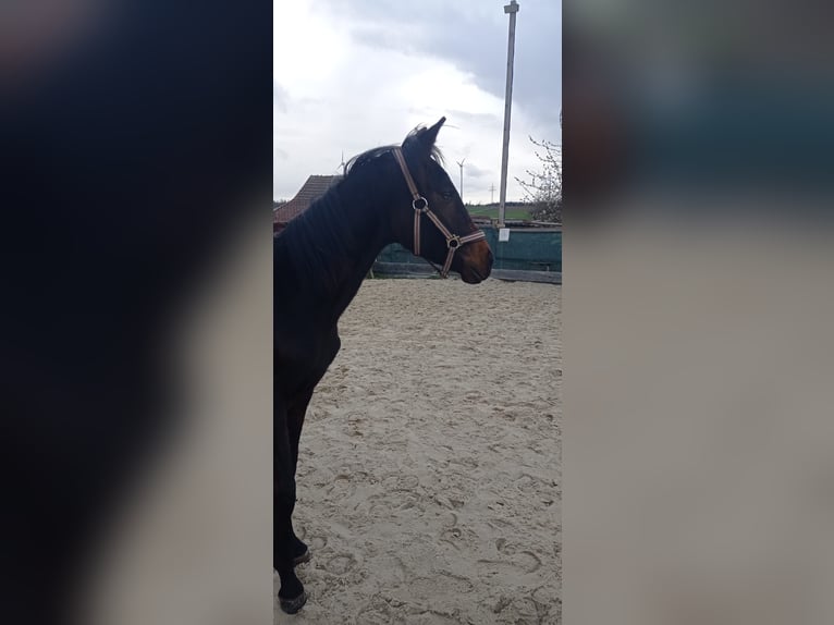 Niemiecki koń sportowy Klacz 1 Rok 150 cm Ciemnogniada in Lauterbach