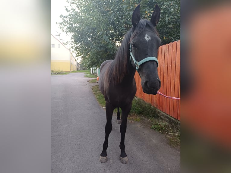 Niemiecki koń sportowy Klacz 1 Rok 163 cm Ciemnogniada in M&#x119;cinka