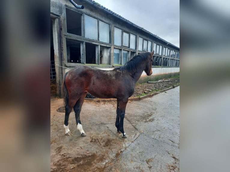 Niemiecki koń sportowy Klacz 1 Rok 164 cm Ciemnogniada in Misserode