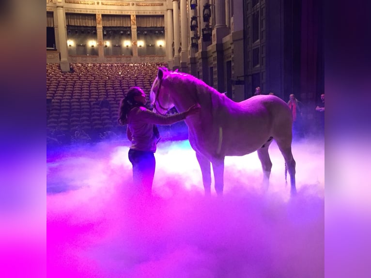 Niemiecki koń sportowy Klacz 1 Rok 165 cm Karosiwa in Hodenhagen